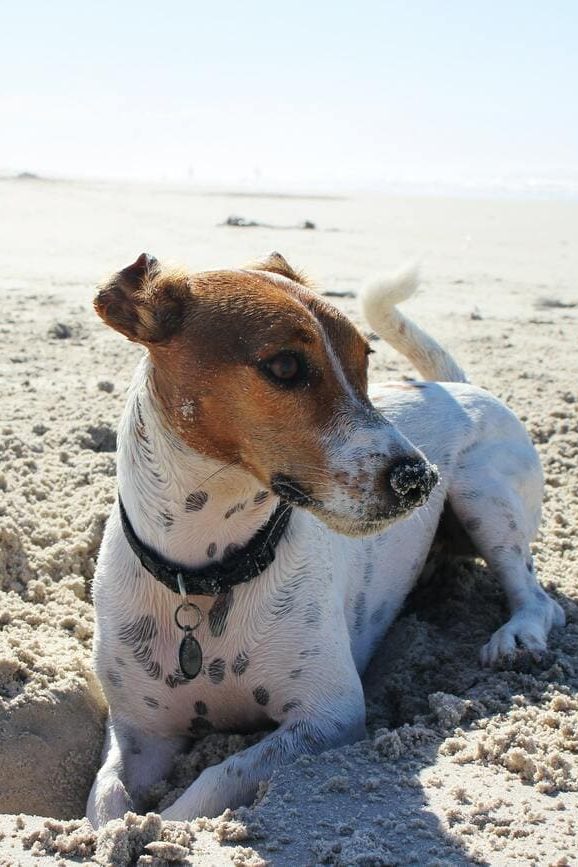 spiaggia per animali